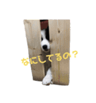 ジジの日常スタンプ（個別スタンプ：15）