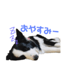 ジジの日常スタンプ（個別スタンプ：26）