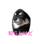 澤田びび（個別スタンプ：1）
