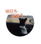 澤田びび（個別スタンプ：7）