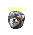 澤田びび（個別スタンプ：10）
