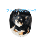澤田びび（個別スタンプ：12）