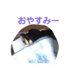 澤田びび（個別スタンプ：13）
