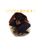 澤田びび（個別スタンプ：15）