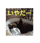 澤田びび（個別スタンプ：17）