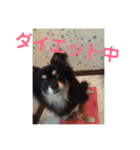 澤田びび（個別スタンプ：21）