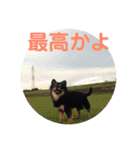 澤田びび（個別スタンプ：22）