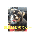 澤田びび（個別スタンプ：23）