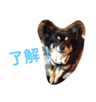 澤田びび（個別スタンプ：24）