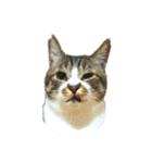 ゆめかわ猫のかあたん3（個別スタンプ：6）