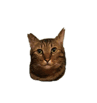ゆめかわ猫のかあたん3（個別スタンプ：7）