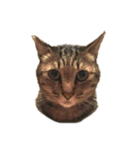ゆめかわ猫のかあたん3（個別スタンプ：8）