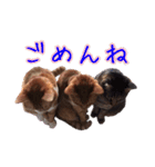 にゃんこ三兄弟2（個別スタンプ：4）