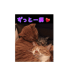 にゃんこ三兄弟2（個別スタンプ：5）