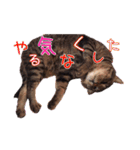 にゃんこ三兄弟2（個別スタンプ：7）