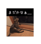 にゃんこ三兄弟2（個別スタンプ：8）