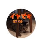 にゃんこ三兄弟2（個別スタンプ：10）