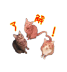 にゃんこ三兄弟2（個別スタンプ：11）