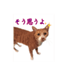 にゃんこ三兄弟2（個別スタンプ：15）