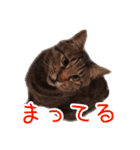 にゃんこ三兄弟2（個別スタンプ：16）