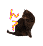 にゃんこ三兄弟2（個別スタンプ：19）