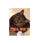 にゃんこ三兄弟2（個別スタンプ：20）