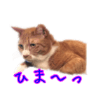 にゃんこ三兄弟2（個別スタンプ：21）