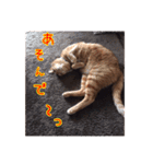 にゃんこ三兄弟2（個別スタンプ：22）