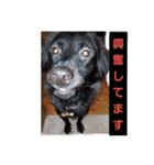 愛犬ウィル（個別スタンプ：2）