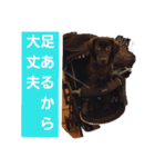 愛犬ウィル（個別スタンプ：3）