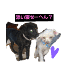 愛犬ウィル（個別スタンプ：4）