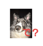 愛犬ウィル（個別スタンプ：7）
