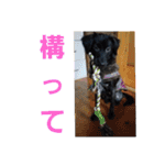 愛犬ウィル（個別スタンプ：8）