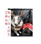 愛犬ウィル（個別スタンプ：11）