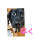愛犬ウィル（個別スタンプ：13）