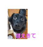 愛犬ウィル（個別スタンプ：14）