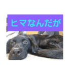 愛犬ウィル（個別スタンプ：15）
