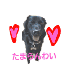 愛犬ウィル（個別スタンプ：16）