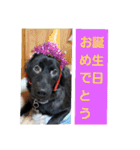愛犬ウィル（個別スタンプ：18）