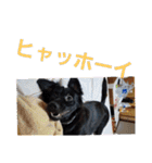 愛犬ウィル（個別スタンプ：19）