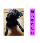 愛犬ウィル（個別スタンプ：20）