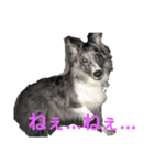 愛犬ウィル（個別スタンプ：22）
