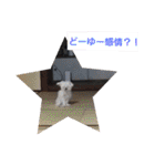 愛犬ウィル（個別スタンプ：23）