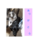 愛犬ウィル（個別スタンプ：24）