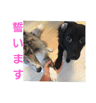 愛犬ウィル（個別スタンプ：25）