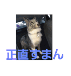 愛犬ウィル（個別スタンプ：26）