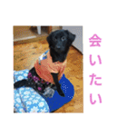 愛犬ウィル（個別スタンプ：27）