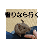 愛犬ウィル（個別スタンプ：28）