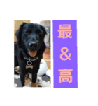 愛犬ウィル（個別スタンプ：29）