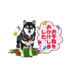 黒柴の女の子、カリンのスタンプです。（個別スタンプ：1）
